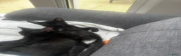 Mixed Breed cats for sale: 3 loving kittens ready for their forever home  in Chichester - Advert 6