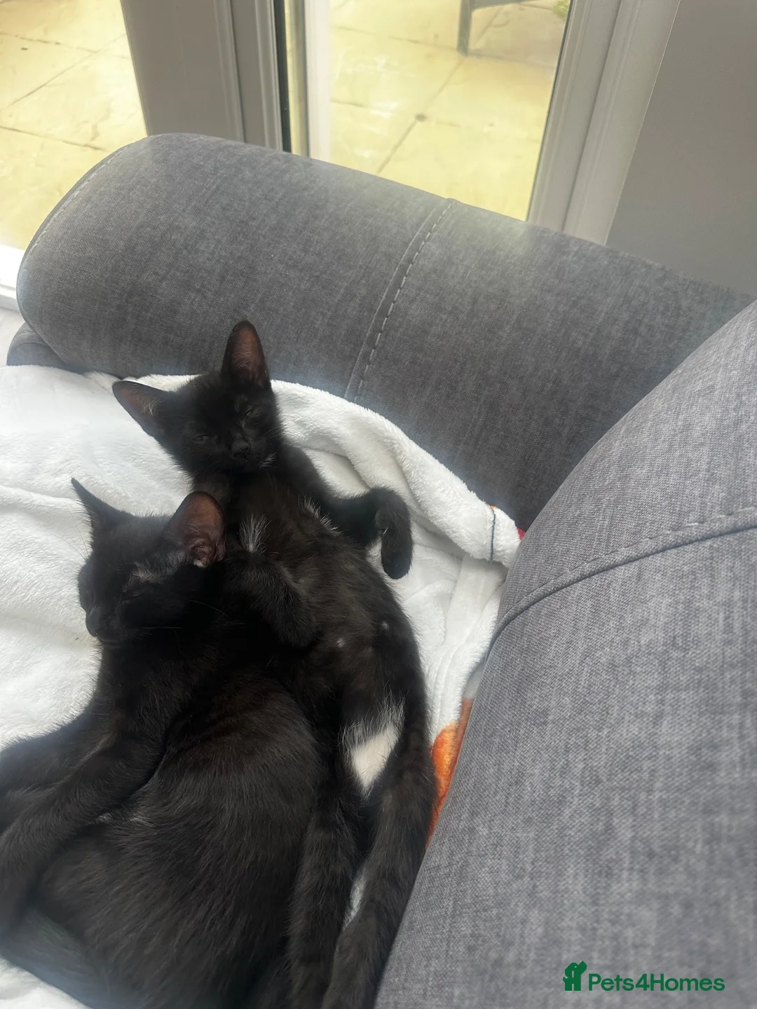 Mixed Breed cats for sale: 3 loving kittens ready for their forever home  in Chichester - Advert 6