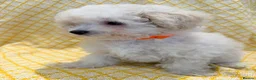 Maltipoo dogs for sale: Beautiful heath tested f1 Malitpoo babies  - Advert 27