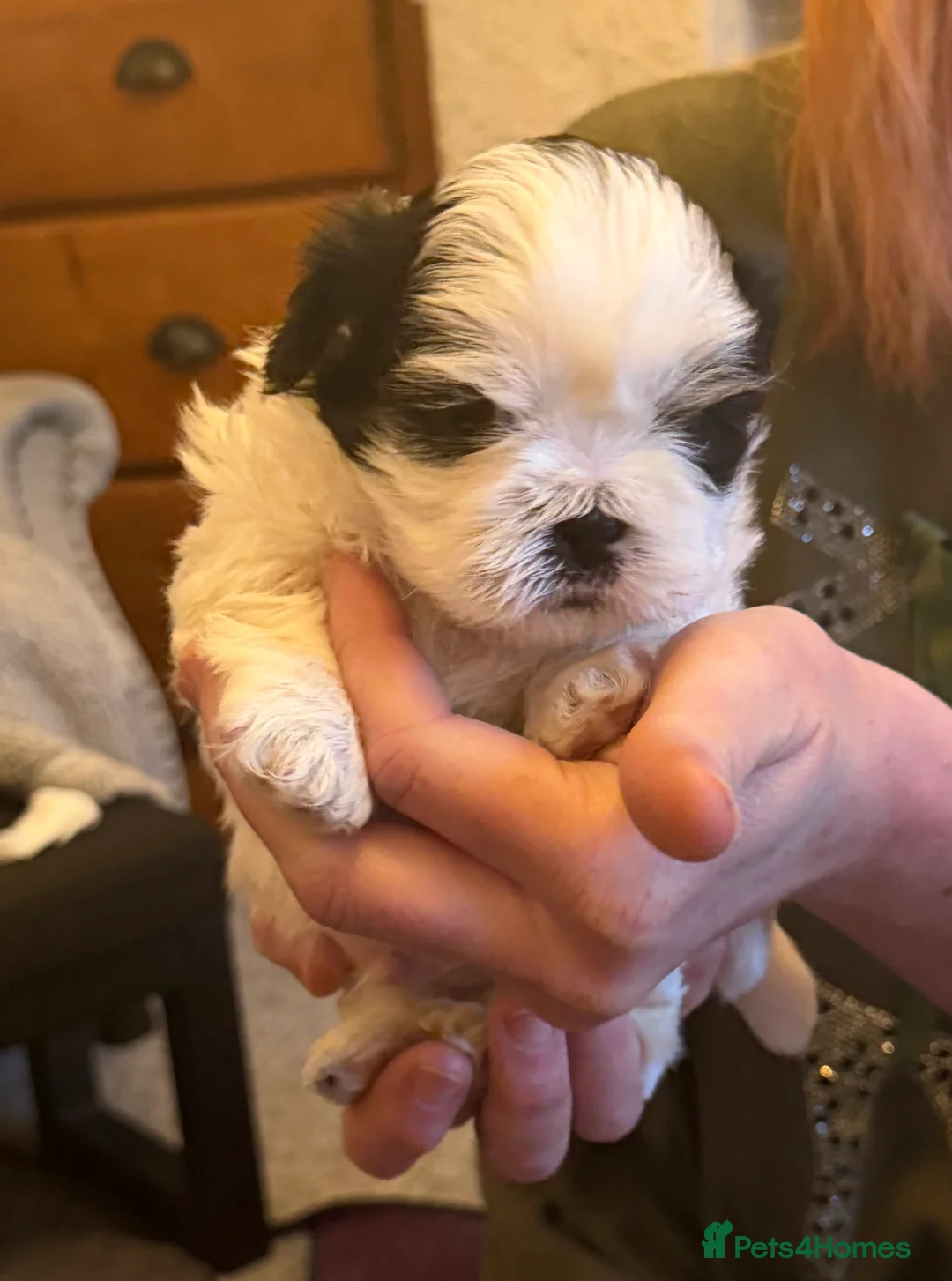 Shih Tzu dogs for sale: Beautiful Shih Tzu’s - STUNNING pure breds - Advert 3