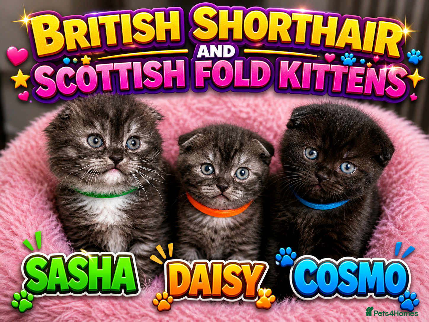 Mixed Breed cats GORGEOUS BSH&SCOTTISH FOLD KITTENS - Advert 1