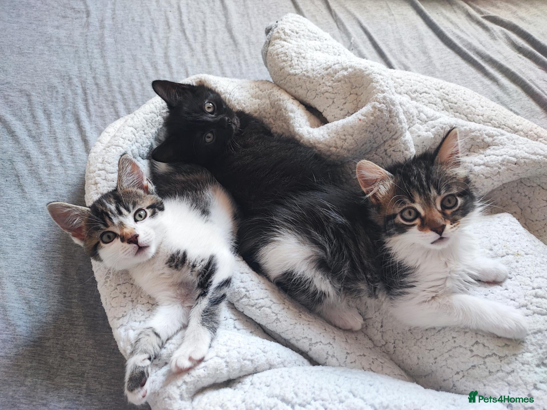 European cats 3 kittens ready for adoption  - Advert 14