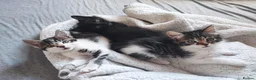 European cats for sale: 3 kittens ready for adoption  in Stoke-on-Trent - Advert 1