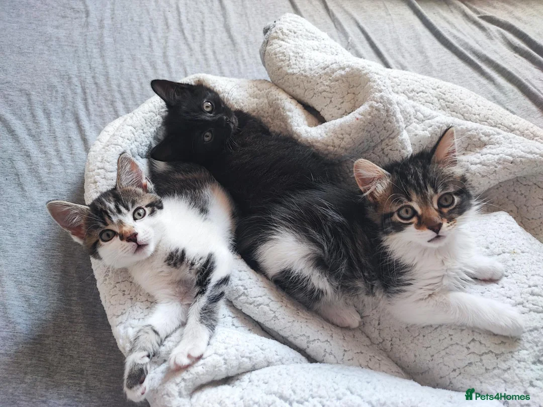 European cats for sale: 3 kittens ready for adoption  in Stoke-on-Trent - Advert 1