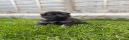 German Shepherd dogs for sale: 🐾 Working line German Shepherd puppies 🐾  - Advert 17