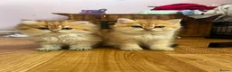 British Longhair cats for sale: Registered British longhair kittens - Advert 1
