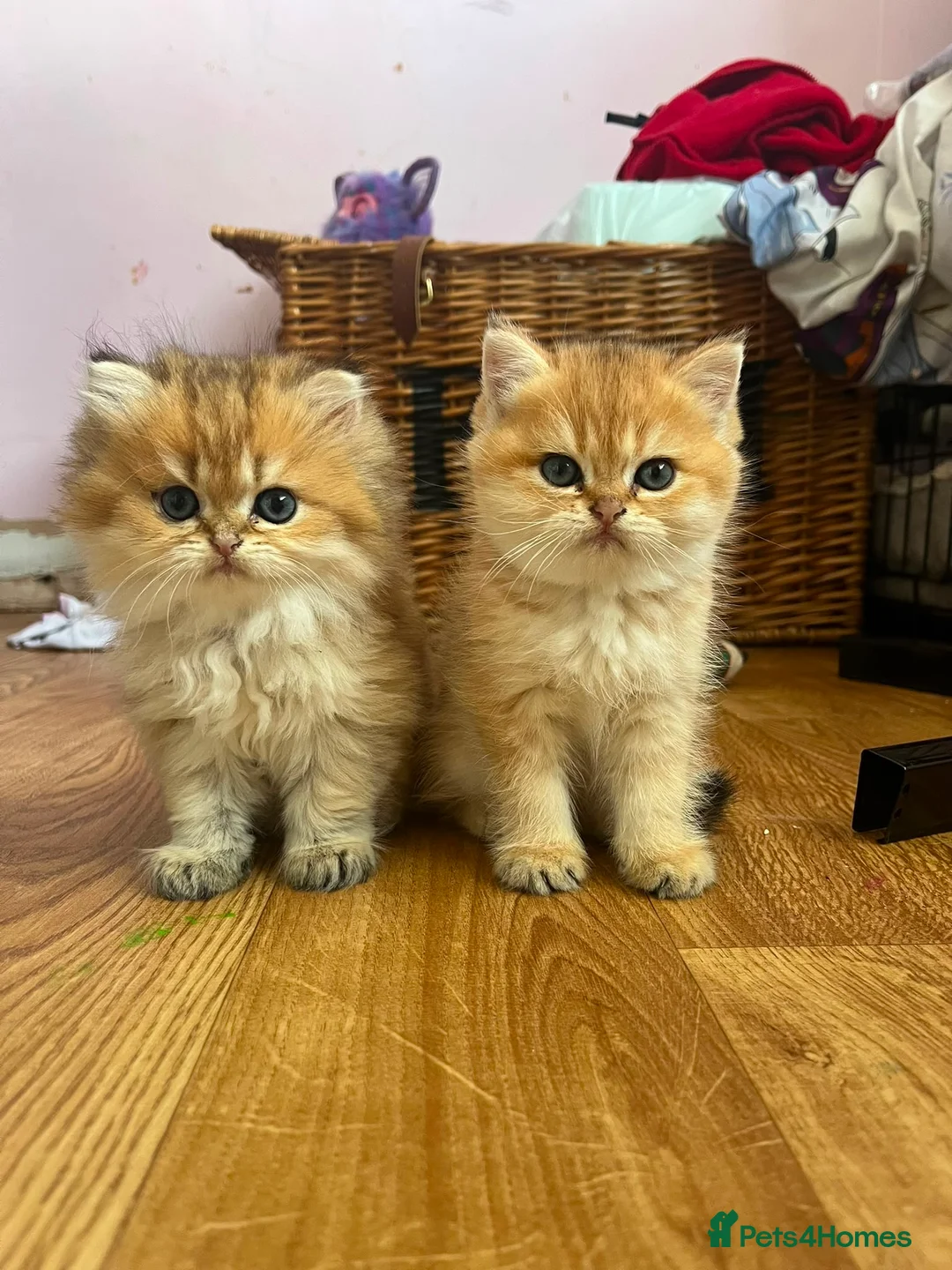 British Longhair cats for sale: Registered British longhair kittens - Advert 1