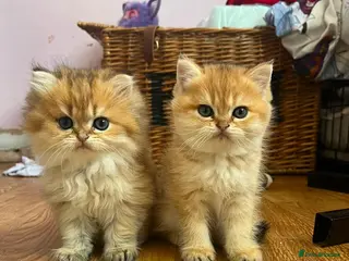 British Longhair cats Registered British longhair kittens - Advert 1