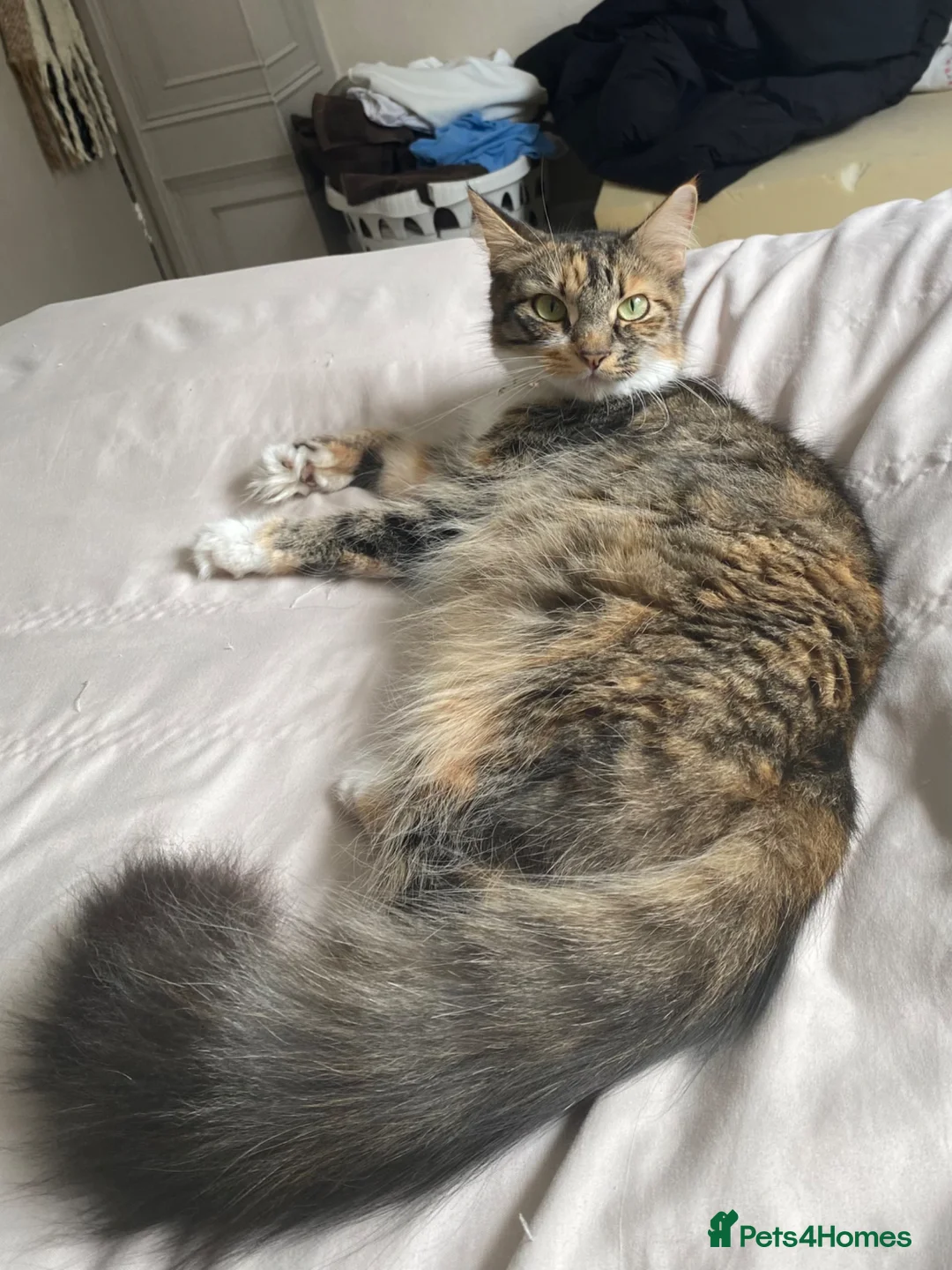 Mixed Breed cats for sale: Four kittens available  - Advert 5