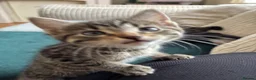 Domestic Shorthair cats for sale: 3 Kittens Ready Oct 4th - WR12 - Advert 19