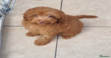 Cavapoo dogs in Bilston - Advert 12