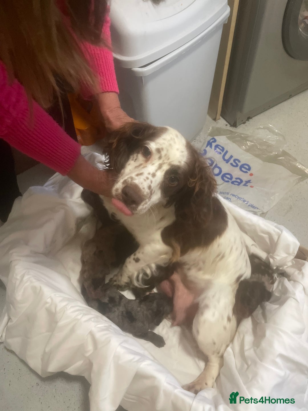 Cockapoo dogs for sale: Miniature f1 cockerpoos  - Image 5