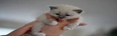 Ragdoll Kitten 3