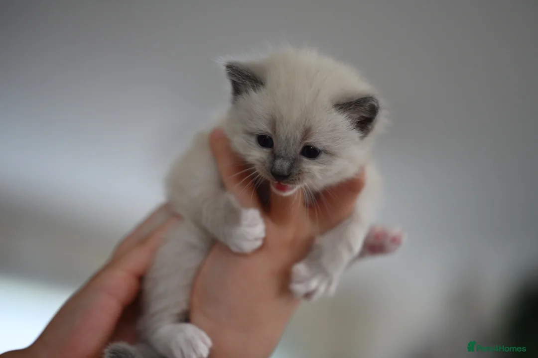 Ragdoll cats for sale: Beautiful ragdoll kittens for sale  - Advert 8