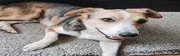 Mixed Breed dogs for adoption: Banjo (terrier mix) in London - Advert 5