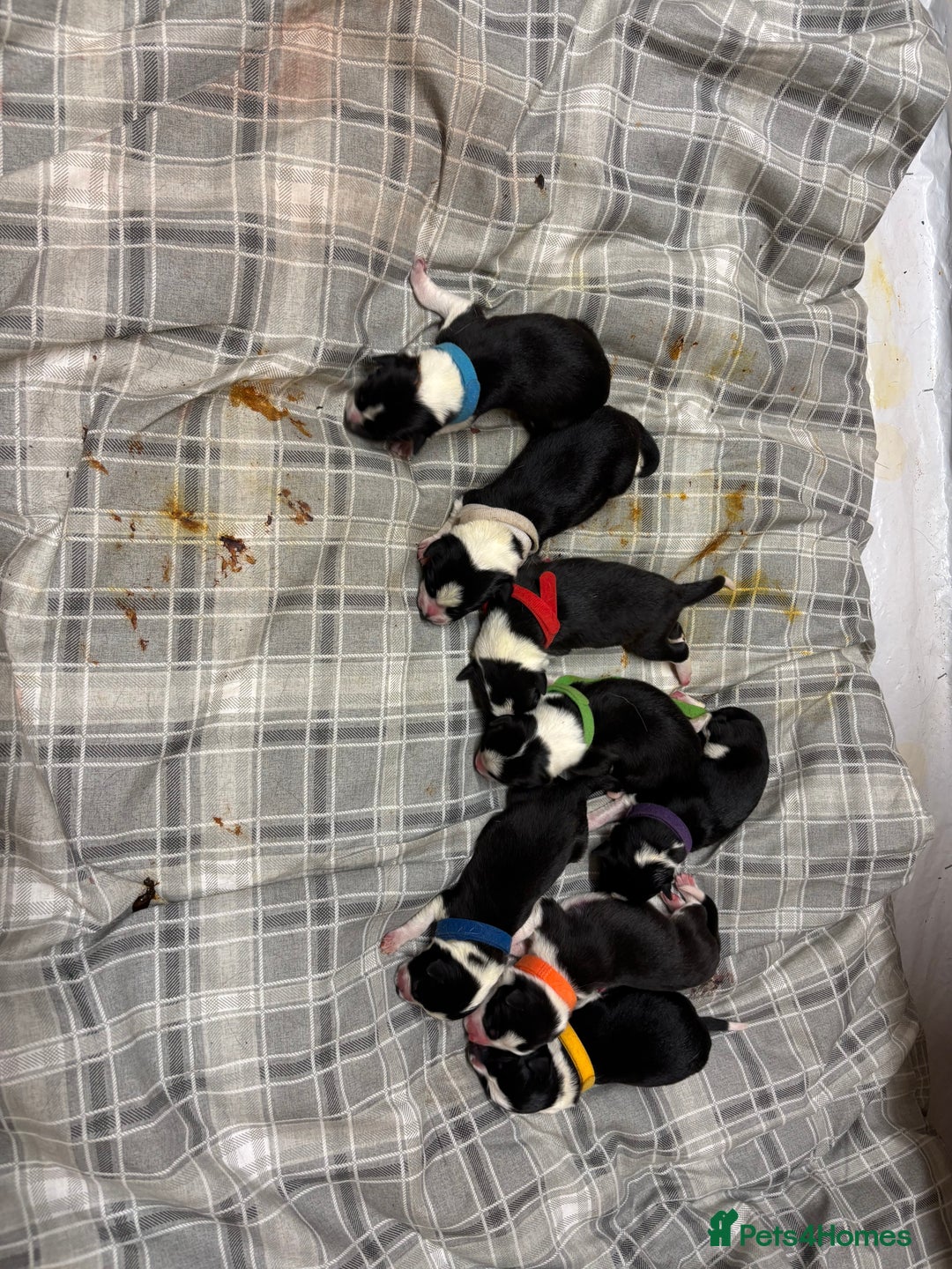 Border Collie dogs for sale: Border collie puppies - Advert 21