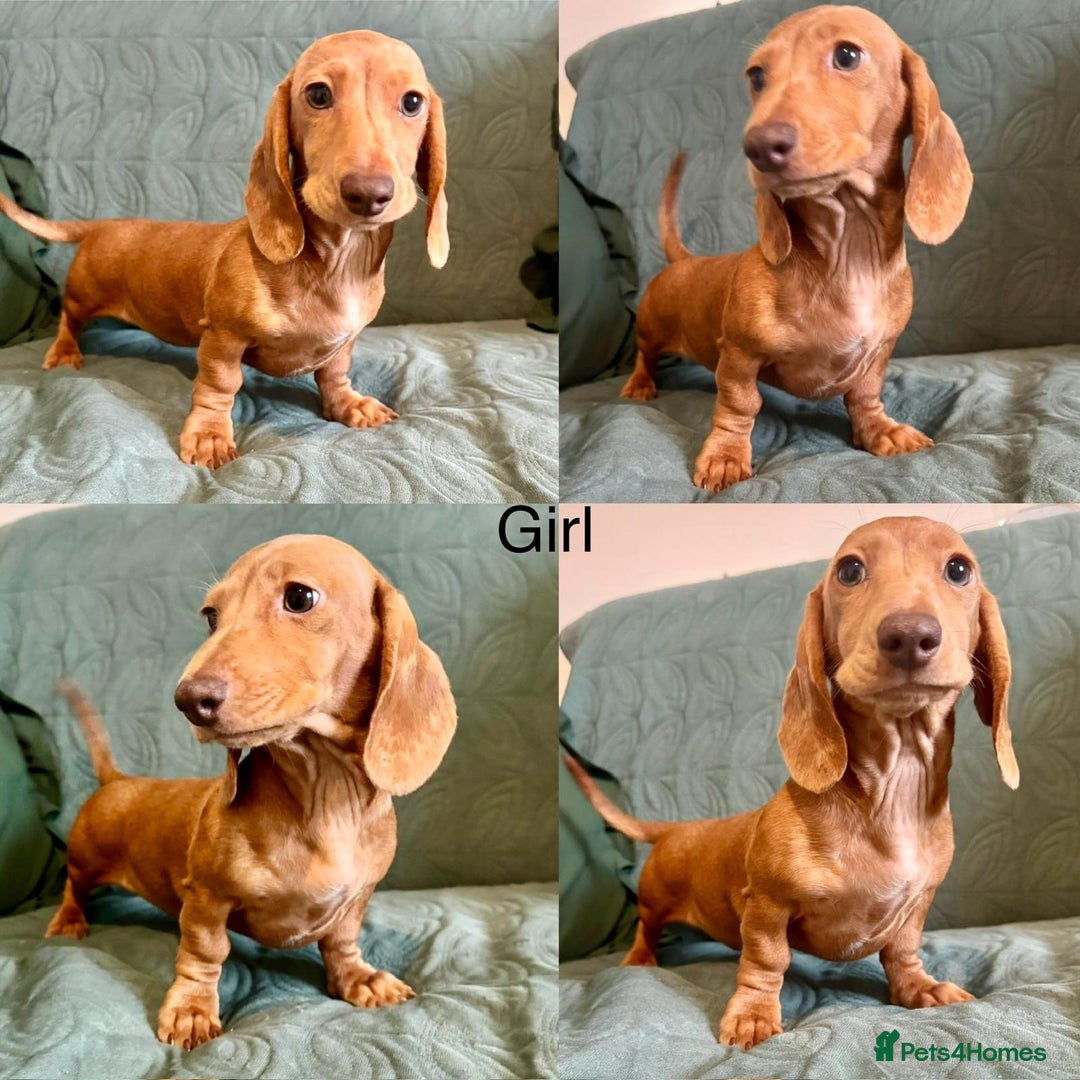 Dachshund dogs for sale: Last girl Miniature dachshunds left - Advert 2