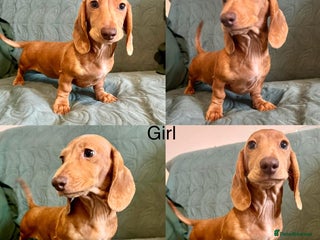 Dachshund dogs Miniature dachshunds for sale - Advert 3