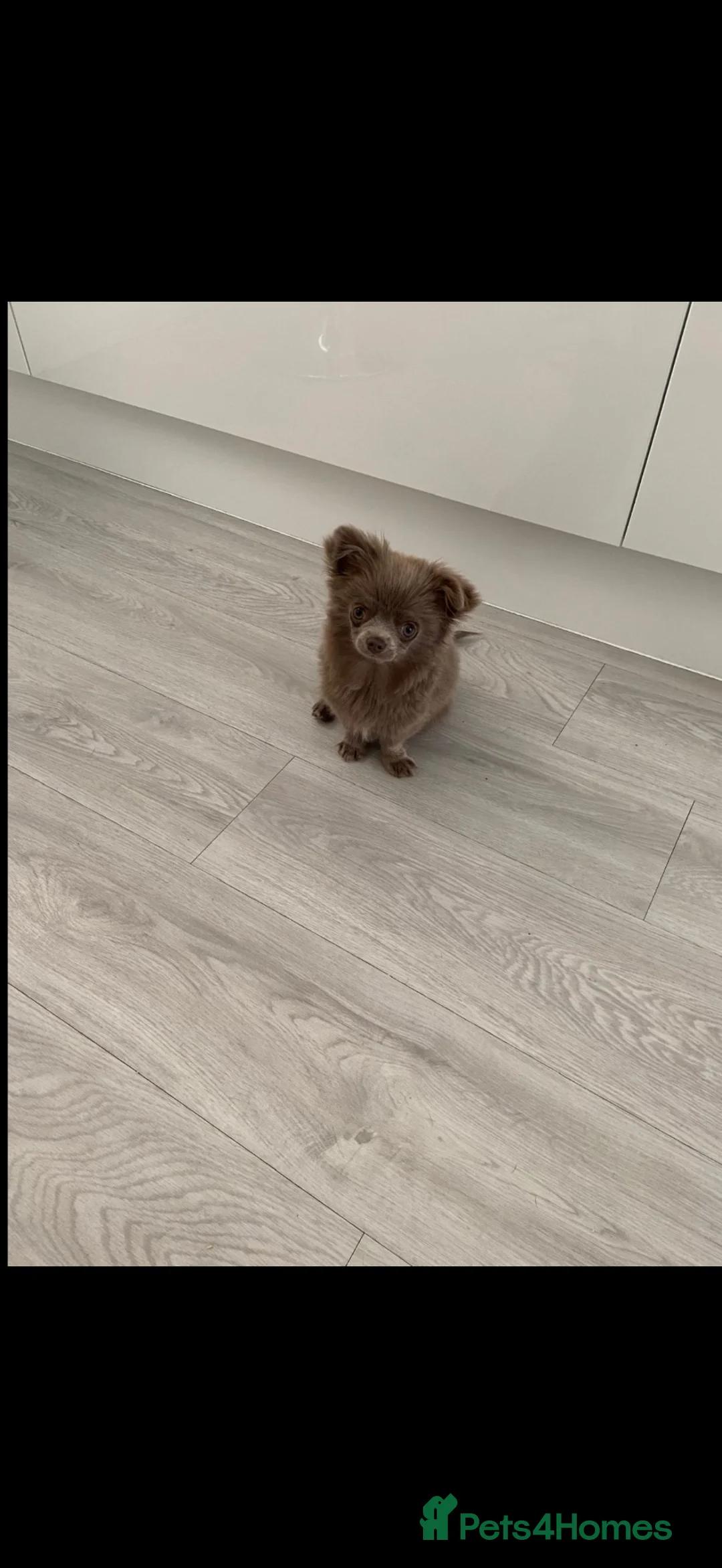 Chihuahua dogs for sale: Small long coat solid lilac boy  - Advert 1