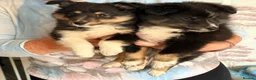 Shetland Sheepdog dogs for sale: 2 KC Registered Shetland Sheepdog puppies - Advert 5