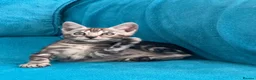Bengal cats for sale: Tica Registered Bengals  - Advert 15
