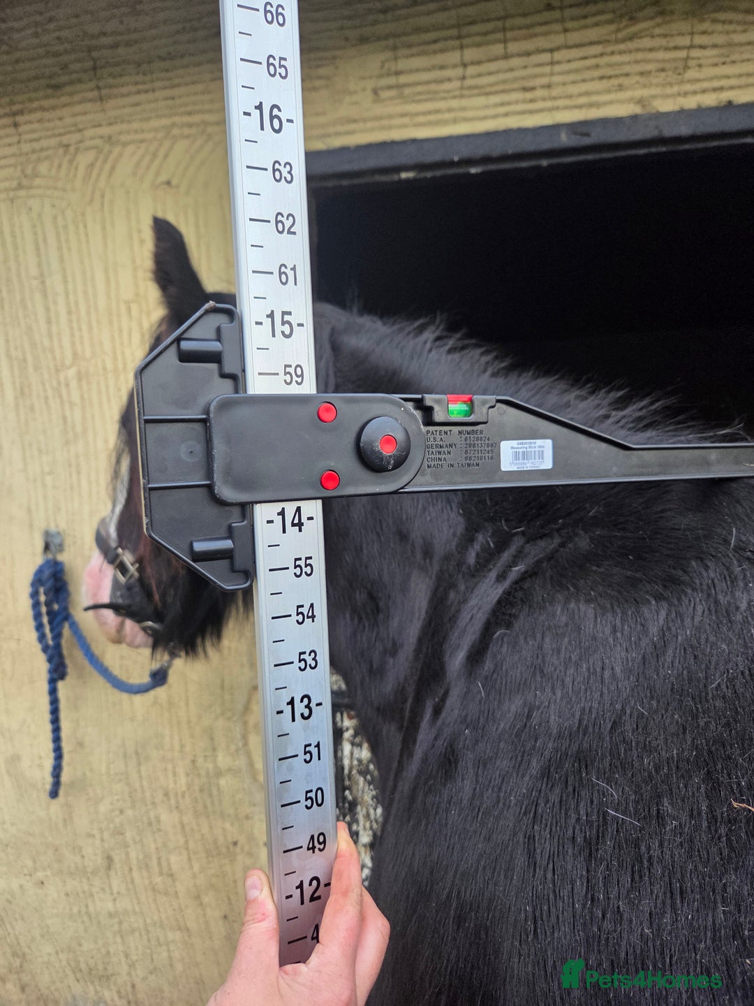 Irish Cob horses for sale: 14,1 Traditional cob mare - Advert 9