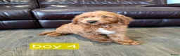 Labradoodle dogs for sale: Adorable F1B Miniature Labradoodle Pups 🐾🩷 - Advert 30