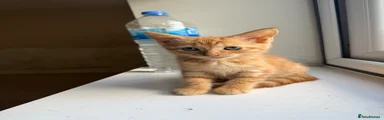 Domestic Shorthair 4