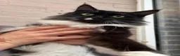 Maine Coon cats for sale: 1year old girls  - Advert 3