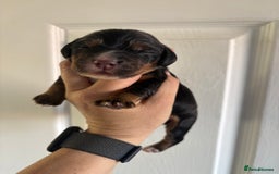 Cocker Spaniel dogs for sale: Stunning WCS pups - Image 9