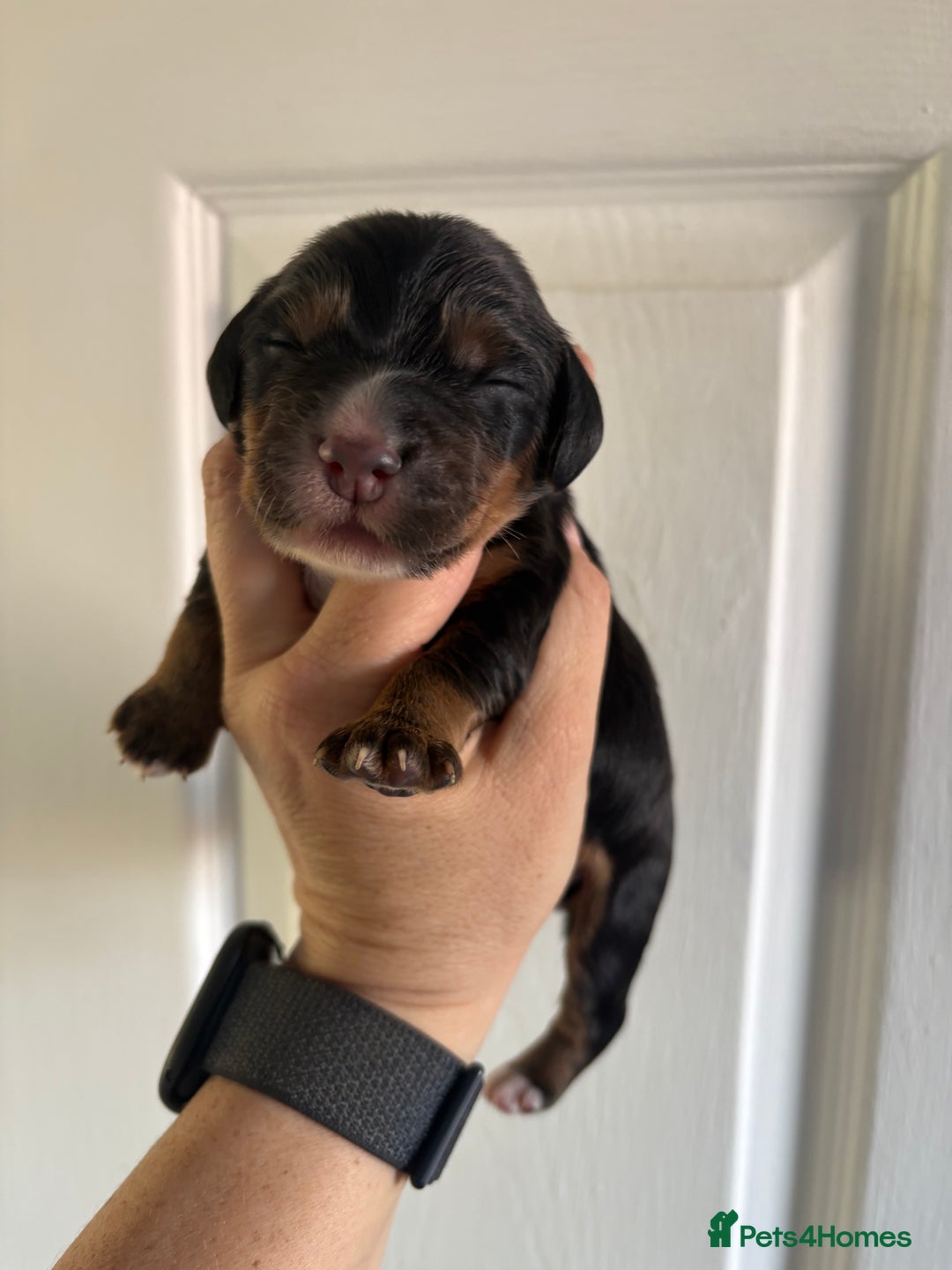 Cocker Spaniel dogs for sale: Stunning WCS pups - Image 9