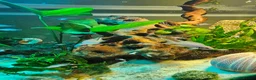 Cichlids fish for sale: Fairy cichlids - Advert 4