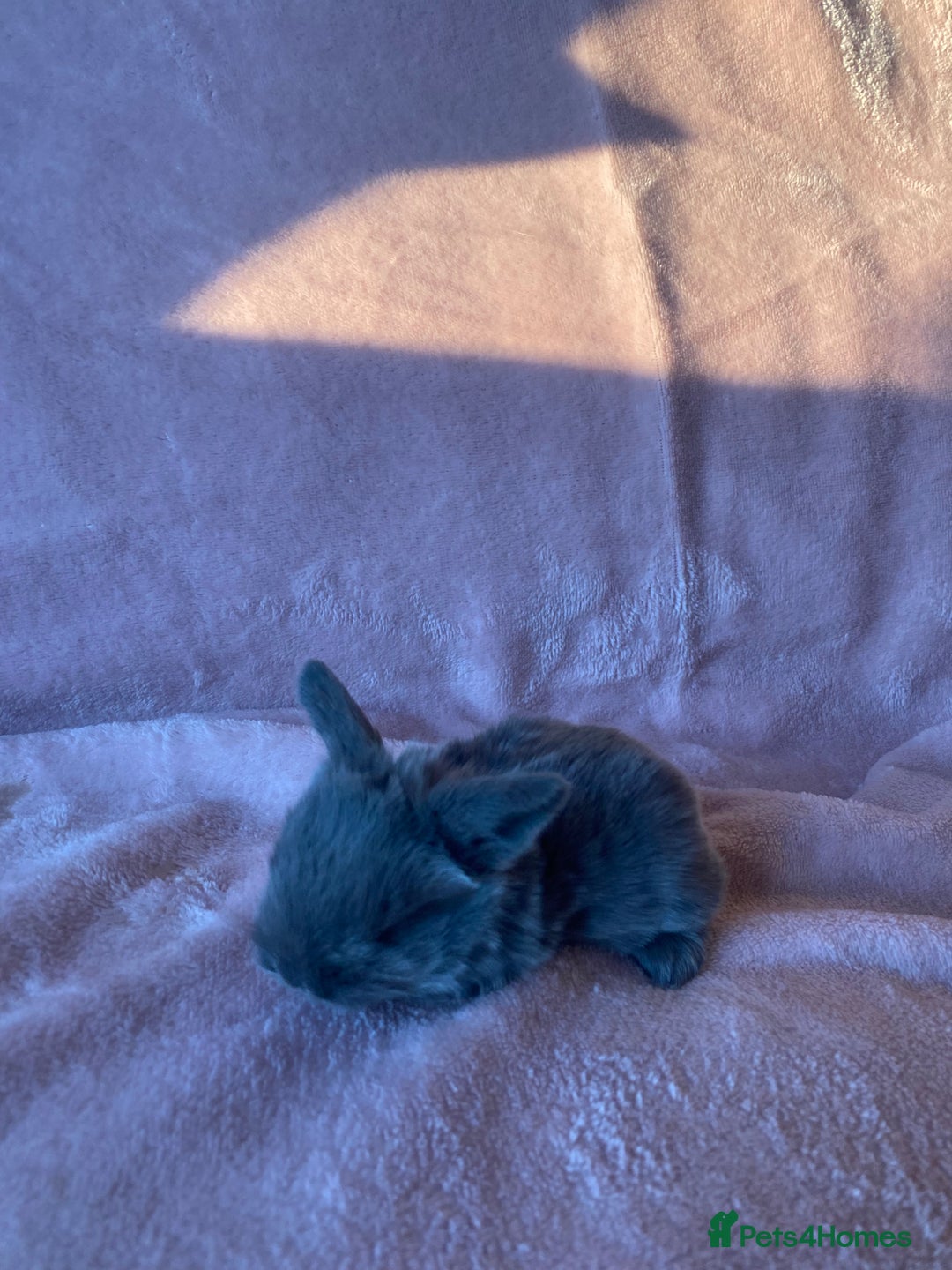 Mini Lop rabbits for sale: Welcome to my little family of  Mimi lops . - Advert 1