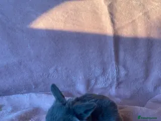 Mini Lop rabbits Welcome to my little family of Mimi lops . - Advert 20