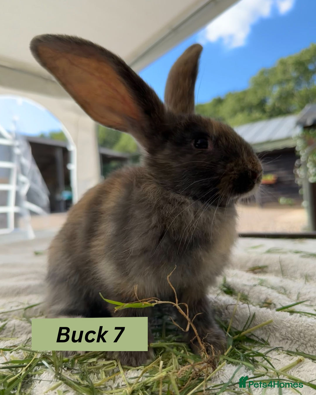 Continental Giant rabbits for sale: Handsome Giant Continental Bucks🐰💙 - Image 7