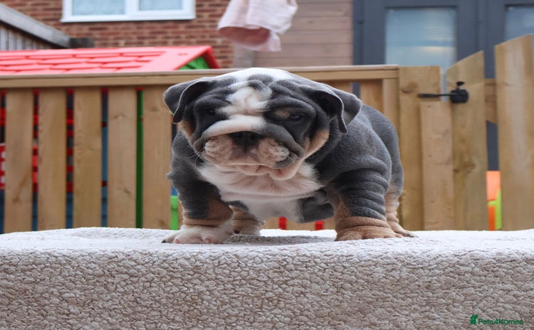 English Bulldog dogs - Advert 4