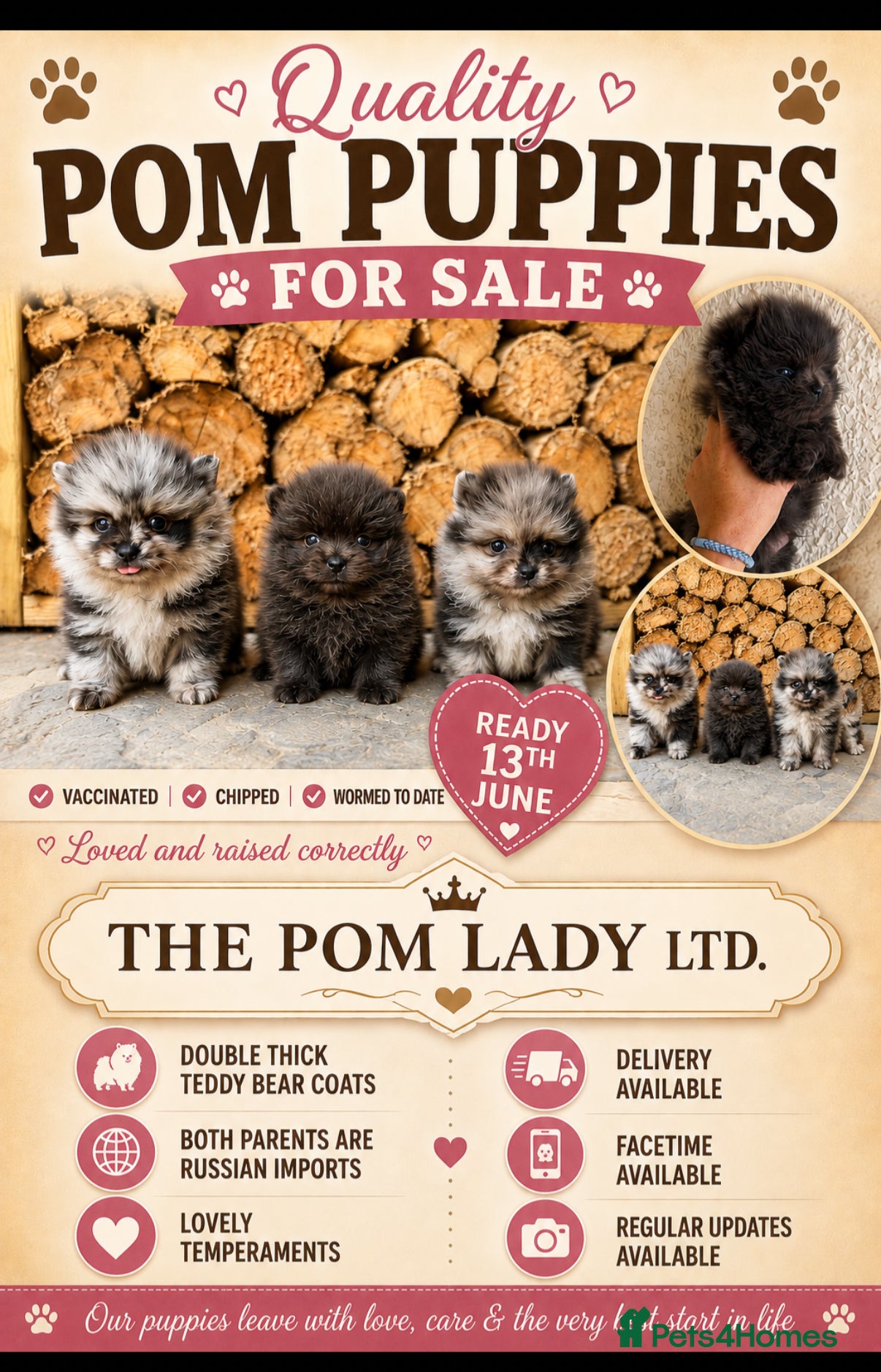 Pomeranian dogs 🧬💝TEDDY BEAR POMERANIANS 💝🧬 - Advert 2