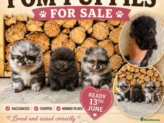 Pomeranian dogs 🧬💝TEDDY BEAR POMERANIANS 💝🧬 - Advert 2