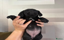Cockerdor dogs for sale: Cockador puppies  - Image 21