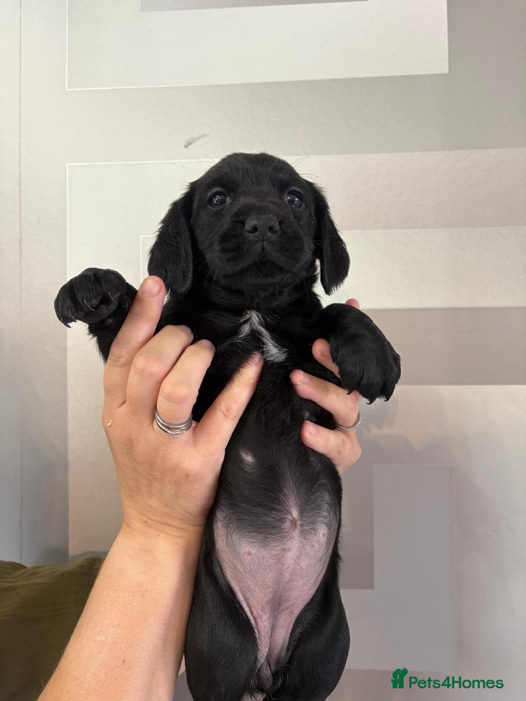 Cockerdor dogs for sale: Cockador puppies  - Image 21