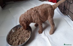 Mixed Breed dogs for sale: 1 boy and 1 girl left - Image 18