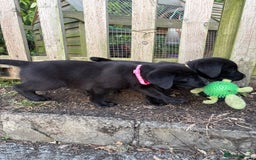 Labrador Retriever dogs for sale: ⭐️READY TO GO NEXT WEEK⭐️KC Reg Labrador Puppies  - Image 21