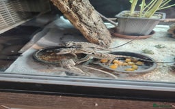 Bearded Dragon reptiles for sale: Baby bearded dragon  - Image 5