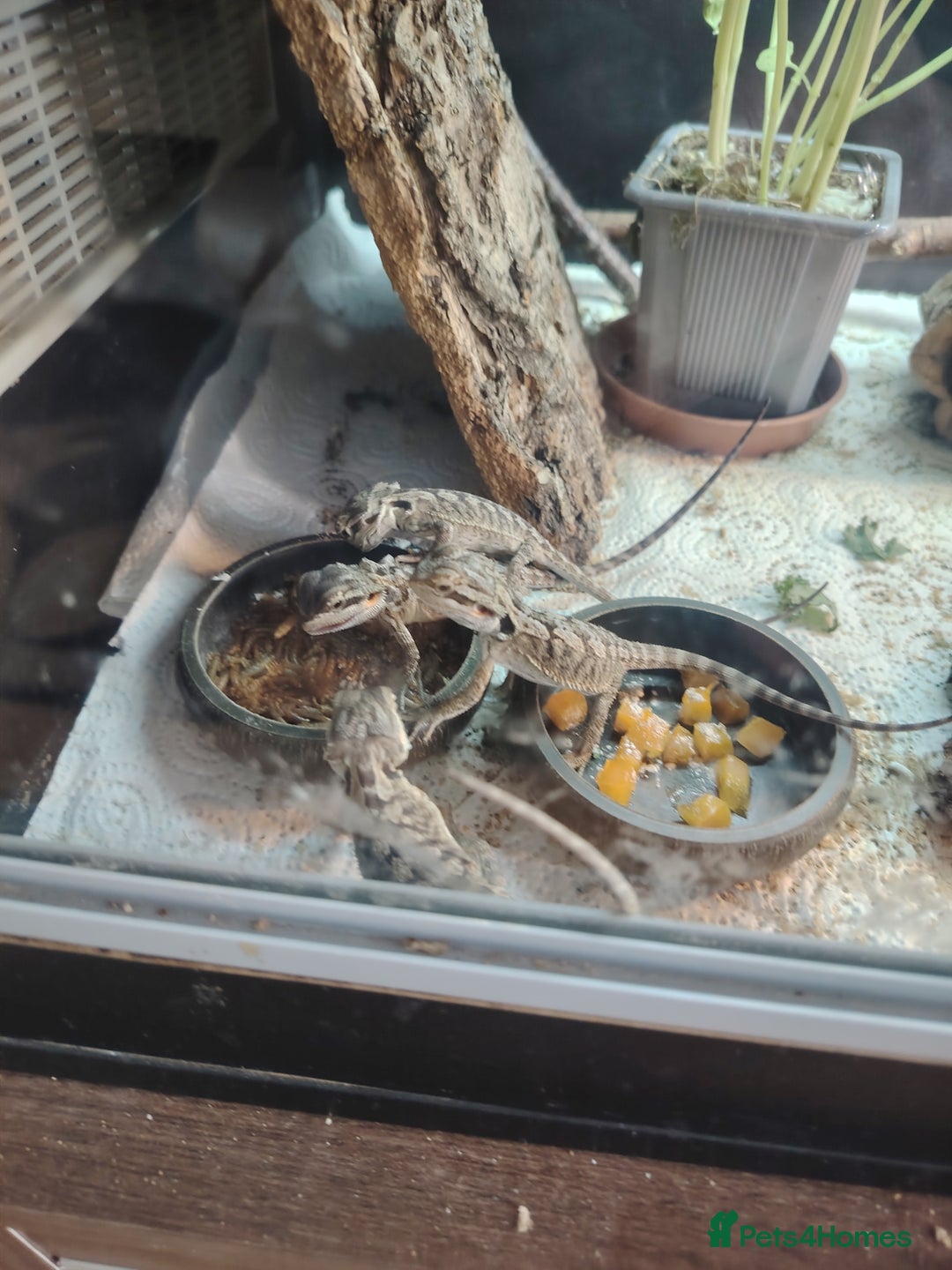 Bearded Dragon reptiles for sale: Baby bearded dragon  - Image 5