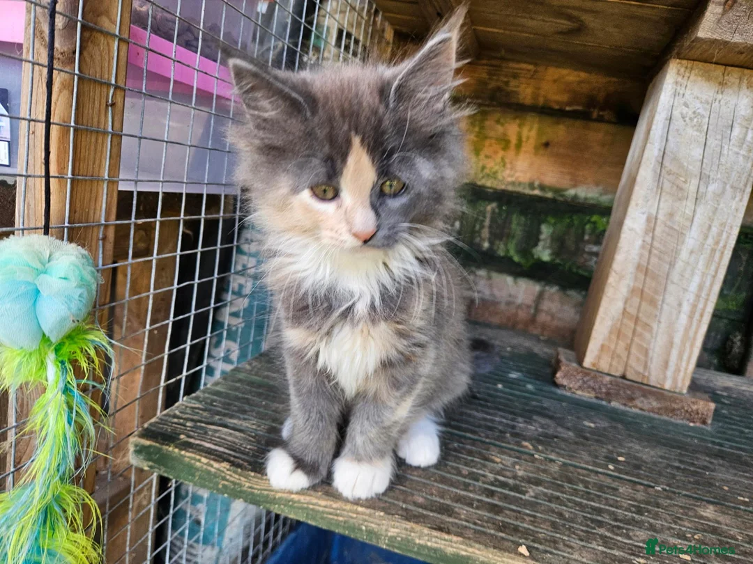 Maine Coon cats for sale: Maine Coon babies  - Advert 14