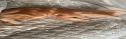 Mixed Breed cats for sale: ginger kittens  - Advert 11