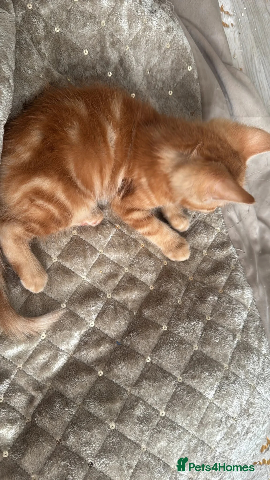 Mixed Breed cats for sale: ginger kittens  - Advert 11