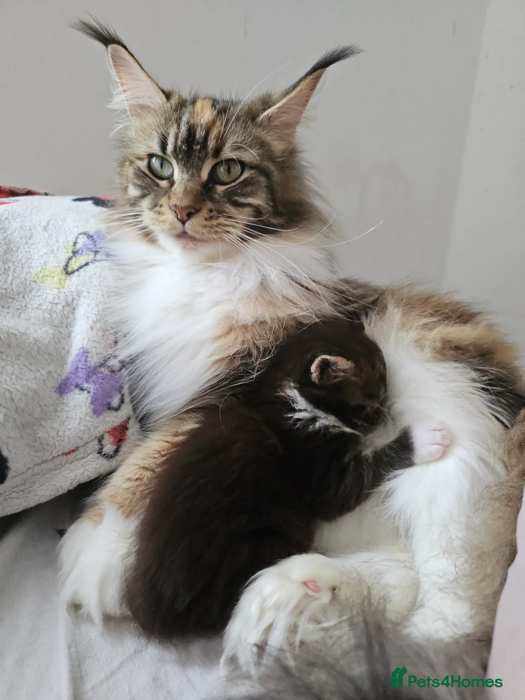 Maine Coon cats for sale: Little Maine Coon Girls Looking for Forever Homes - Advert 1