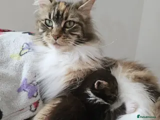 Maine Coon cats Little Maine Coon Girls Looking for Forever Homes - Advert 1