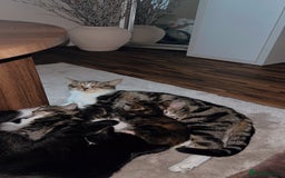 American Wirehair cats for sale: 2 kittens for sale boy & girl - Image 1